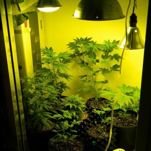 grow closet