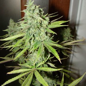 Chernobyl HPS