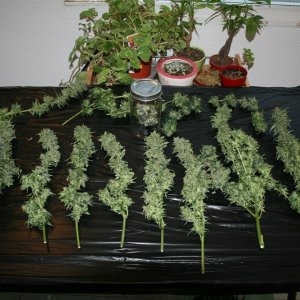 easyryder grow started on 10-01-10 day 63 from seed plants harvested