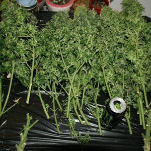 easyryder grow started on 10-01-10 day 63 from seed plants harvested