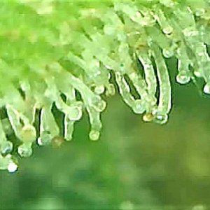 SB 1 Trichome 1.jpg