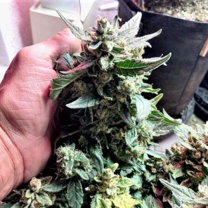 SB 1 Bud with Hand for Scale.jpg