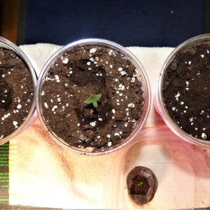 Puck seedlings 11-18-21 Day4.JPG