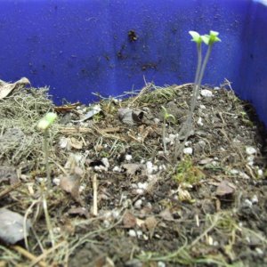 compost seedlings.jpg