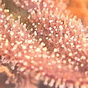 Hulkberry trichs 11 19.jpg