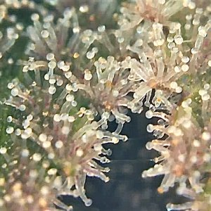 GTH trichs 11 19.jpg