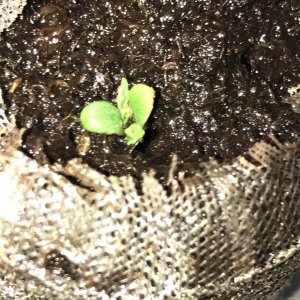 Naked seedling 11-19-21 Day5.JPG