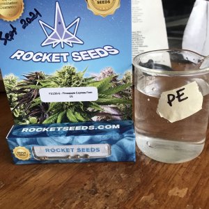 Photo 9 - Pineapple Express Seeds.jpeg