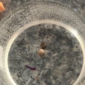 Photo 10 - PE Seeds in water.jpg