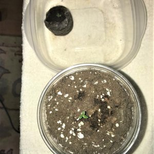 Naked seedling and C Cookie 11-20-21 day6.jpg