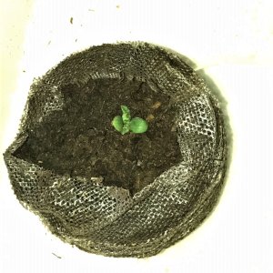 Naked seedling 11-20-21 Day6.JPG