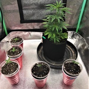 Auto seedlings 11-20-21 puck move.jpg