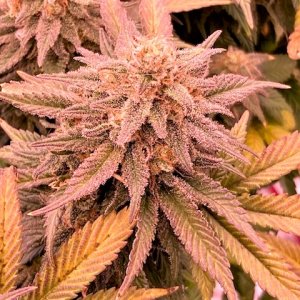 GTH bud 11 23.jpg