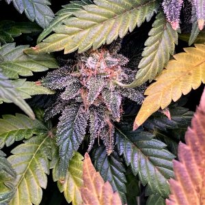 Colorful Tucked Away Down Low Bud from GTH.jpg