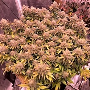 Ghost Train Haze 11 27.jpg