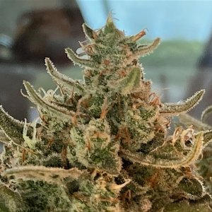 Closeup bud top at harvest day 76.jpg