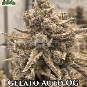 ganja-farmer-gelato-auto-og-fem.jpg