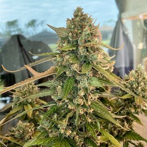 Gelato real color cola 1.jpg