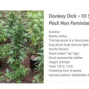 Donkey Dick Seeds.jpg