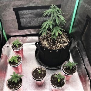 Auto Seedlings 11-29-21 and ARC clone uppot.jpg