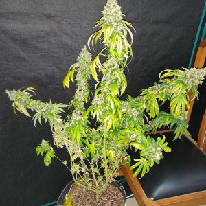 Dark Phoenix 1 - Day 99 - Harvest - 2.jpg