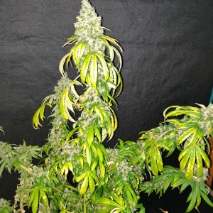 Dark Phoenix 1 - Day 99 - Harvest - 5.jpg