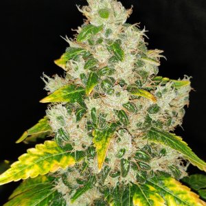 Dark Phoenix 1 - Day 99 - Harvest - 7.jpg