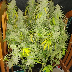 Blue Sunset Sherbert - Day 117 - Harvest - 2.jpg