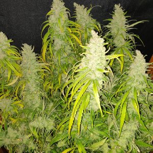 Blue Sunset Sherbert - Day 117 - Harvest - 5.jpg