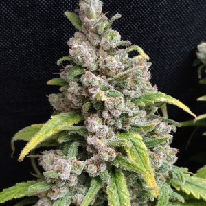 Blue Sunset Sherbert - Day 117 - Harvest - 14.jpg