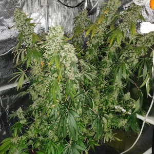 Sweet Cherry Pie - Day 119 - 11.jpg