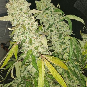 Sweet Cherry Pie - Day 121 - Harvest - 7.jpg