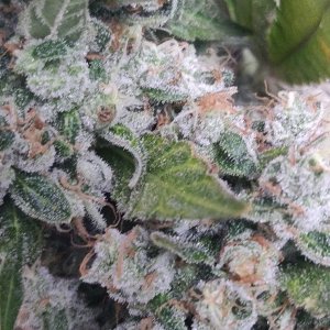 Sweet Cherry Pie - Day 121 - Harvest - 9.jpg