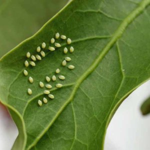 Aphid-Eggs-on-Leaf.jpg