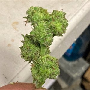 Post bud rot removal and trim RP.jpg