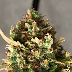 Gelato hung bud 1.jpg