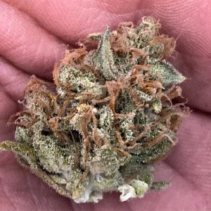 Small bud off today harvest.jpg