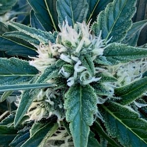 DSD outdoor auto bud 1.jpg