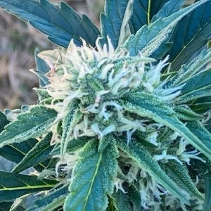 DSD outdoor bud 2.jpg