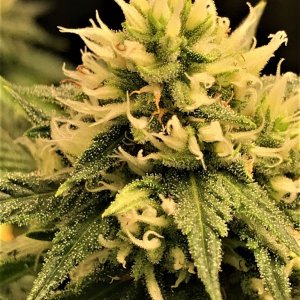 CB Clone 12-6-21 bud .JPG