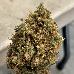 Finish trimmed Gelato bud.jpg