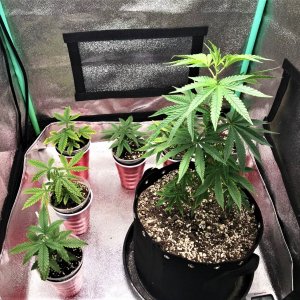 Autos + ARC clone 12-8-21.jpg