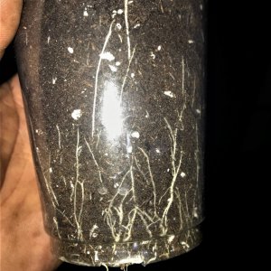 Auto roots 12-9-21 Day 25.jpg