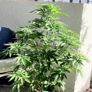 Strw Lem FF whole plant.jpg