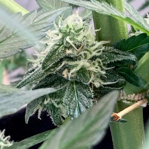 DSD lowest bud on the plant supreme.jpg