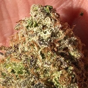 GTH finished bud closeup.jpg