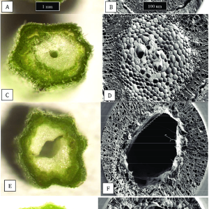 The-extent-of-development-of-the-central-pith-tissues-in-cannabis-stem-cuttings-The.png