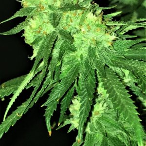 CB Clone bud 12-16-21.JPG