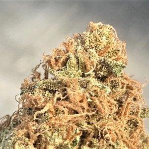 SB Pheno #3 bud closeup.jpg