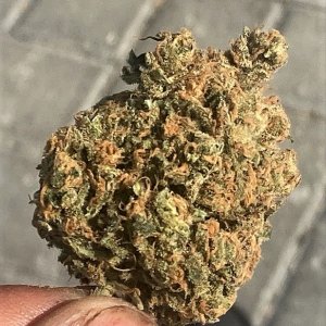 SB Pheno #4 bud shot.jpg